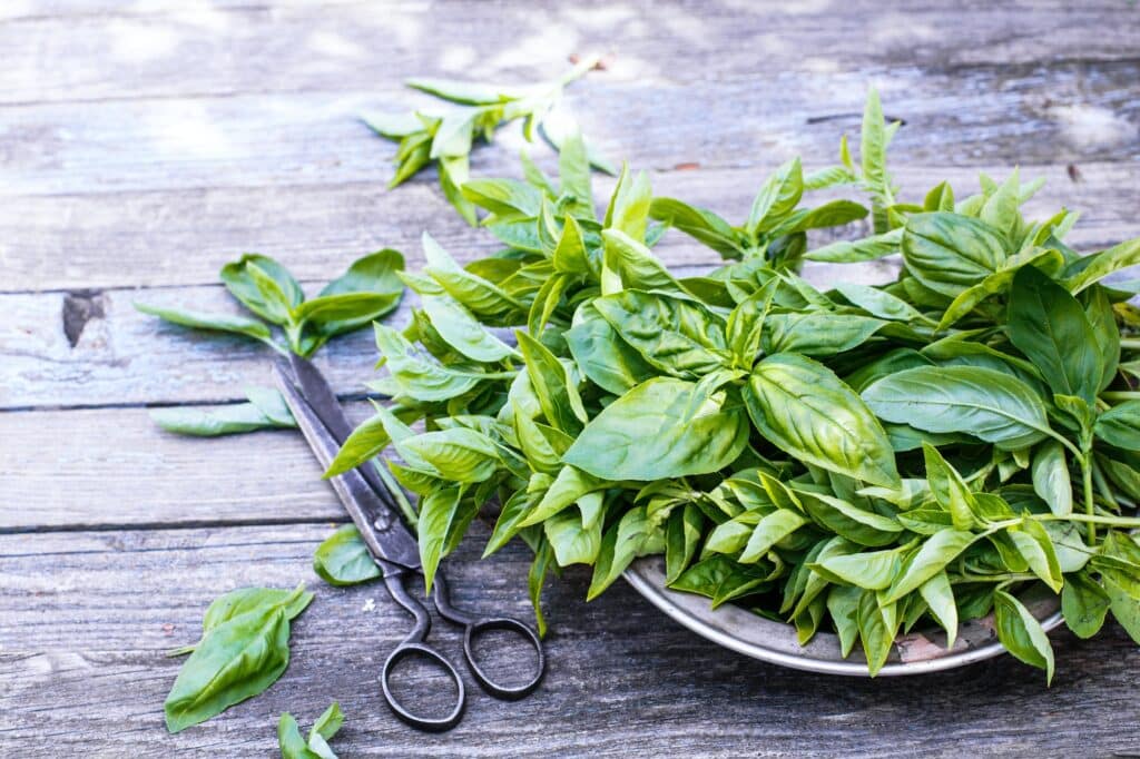 Basil on plate and scissors